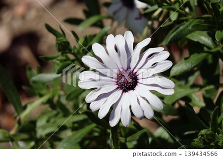 近距離觀察一朵白色花瓣的非洲菊。 139434566