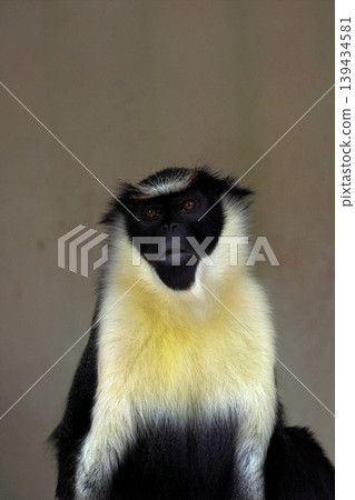 A portrait of Diana Monkey looking up A portrait of Diana Monkey looking up 139434581