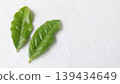 新鮮茶葉 139434649