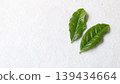清晨的陽光照耀著翠綠的葉子。 139434664
