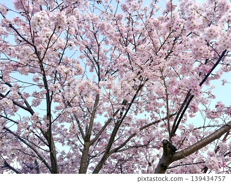 Spring always fills the air without us even noticing. Spring always fills the air without us even noticing. 139434757