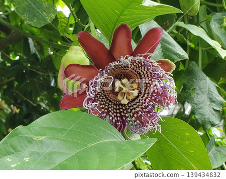 The poisonous flowers of the large passionflower The poisonous flowers of the large passionflower 139434832