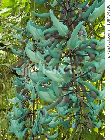 Jade Vine Trellis - 2 139434836