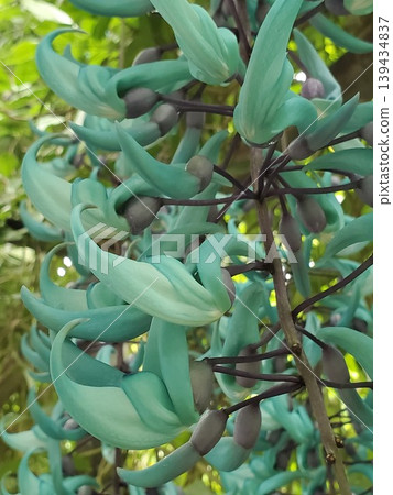 The mystical flower clusters of the jade vine The mystical flower clusters of the jade vine 139434837
