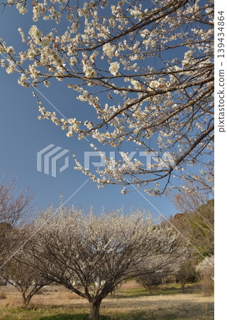 Plum blossoms standing out against the blue sky (Shirai City) Plum blossoms standing out against the blue sky (Shirai City) 139434864