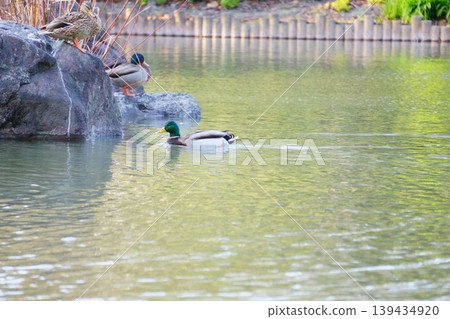 Three mallard ducks swimming in a pond Three mallard ducks swimming in a pond 139434920