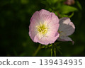 粉色可愛的花朵 139434935
