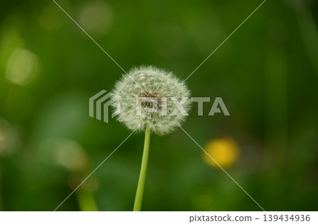 可愛的毛茸茸的小花 可愛的毛茸茸的小花 139434936