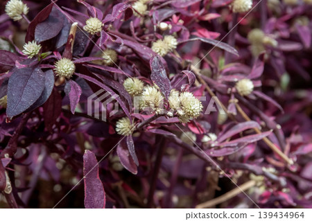 Gomphrena globosa (Amaranthaceae family, perennial plant) grows in damp, sandy wastelands. Gomphrena globosa (Amaranthaceae family, perennial plant) grows in damp, sandy wastelands. 139434964