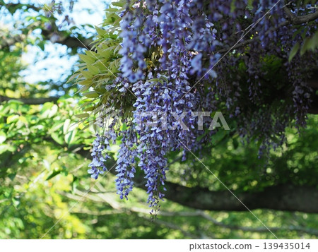紫藤花盛開了。 紫藤花盛開了。 139435014