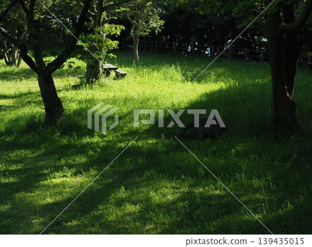 A park overgrown with grass A park overgrown with grass 139435015