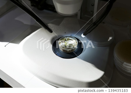 Close up of a petri dish under scientific binocular microscope, highlighting biological research and laboratory workflow. 139435183