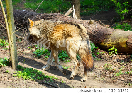 Coyote walking through a forested area with fallen logs and green vegetation under bright sunlight in a natural habitat setting Coyote walking through a forested area with fallen logs and green vegetation under bright sunlight in a natural habitat setting 139435212