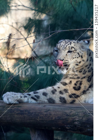 Snow leopard resting on a wooden log with its tongue out, surrounded by green foliage and branches in a natural habitat setting 139435217