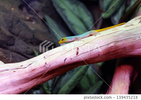 Colorful gecko with blue and yellow markings resting on a branch surrounded by green foliage in a natural habitat setting Colorful gecko with blue and yellow markings resting on a branch surrounded by green foliage in a natural habitat setting 139435218