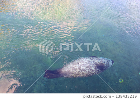 Gray seal swimming in clear water with visible aquatic vegetation and sunlight reflections creating a serene underwater environment Gray seal swimming in clear water with visible aquatic vegetation and sunlight reflections creating a serene underwater environment 139435219