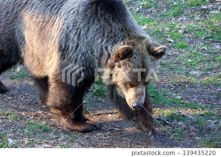 Grizzly bear walking on a forest path with green grass and scattered leaves, showcasing its thick fur and strong build in a natural outdoor setting Grizzly bear walking on a forest path with green grass and scattered leaves, showcasing its thick fur and strong build in a natural outdoor setting 139435220