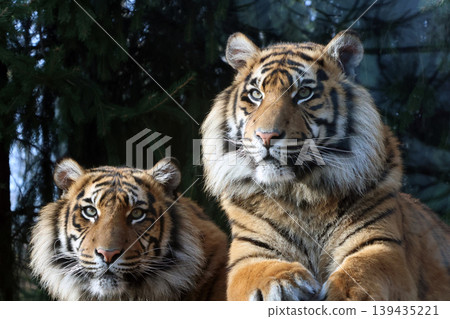 Two Bengal tigers resting side by side in a natural habitat, showcasing their distinctive orange and black striped fur against a backdrop of greenery Two Bengal tigers resting side by side in a natural habitat, showcasing their distinctive orange and black striped fur against a backdrop of greenery 139435221