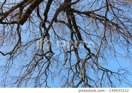Leafless tree branches against a clear blue sky, showcasing intricate patterns and textures of the twigs and bark in a natural outdoor setting 139435222