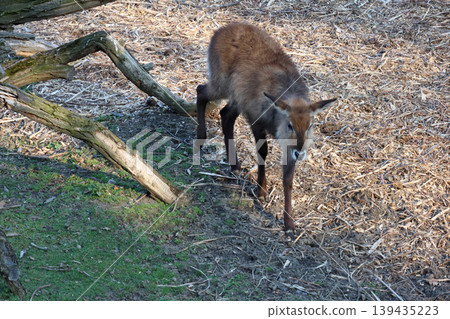 Brown antelope walking on the ground near fallen branches and dried leaves in a natural habitat setting, showcasing its distinctive features and surroundings Brown antelope walking on the ground near fallen branches and dried leaves in a natural habitat setting, showcasing its distinctive features and surroundings 139435223
