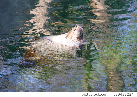Sea otter floating on its back in clear water, surrounded by reflections of trees and rocks, showcasing its playful nature in a natural habitat Sea otter floating on its back in clear water, surrounded by reflections of trees and rocks, showcasing its playful nature in a natural habitat 139435224