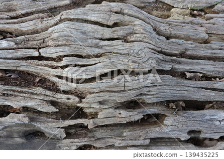 Textured surface of weathered wood with deep grooves and natural patterns, showcasing the intricate details of aged timber in a natural outdoor setting Textured surface of weathered wood with deep grooves and natural patterns, showcasing the intricate details of aged timber in a natural outdoor setting 139435225