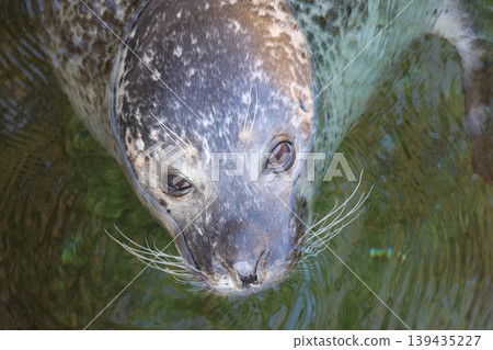 Close-up of a harbor seal swimming in clear water, showcasing its distinctive spotted fur and whiskers, with reflections of light on the water surface Close-up of a harbor seal swimming in clear water, showcasing its distinctive spotted fur and whiskers, with reflections of light on the water surface 139435227