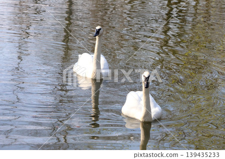 Two white swans swimming gracefully in a calm pond, surrounded by rippling water and reflections of trees in the background 139435233