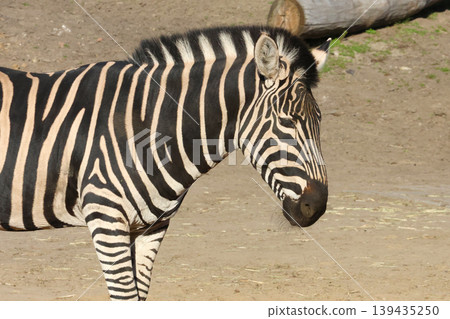 Zebra with distinctive black and white stripes standing in a natural habitat, showcasing its unique pattern and features against a blurred background of earth and foliage Zebra with distinctive black and white stripes standing in a natural habitat, showcasing its unique pattern and features against a blurred background of earth and foliage 139435250