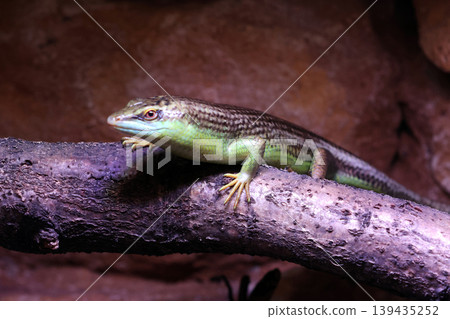 Green skink lizard resting on a branch inside a terrarium with natural rock background and soft lighting illuminating its vibrant scales 139435252