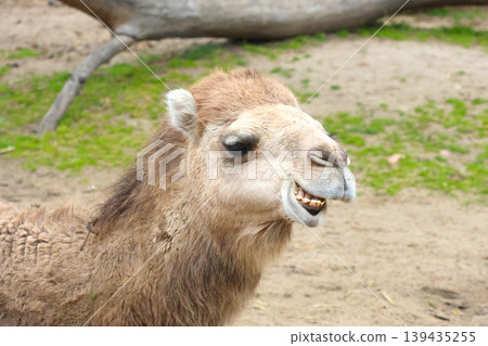 Bactrian camel with light brown fur and distinctive facial features stands on sandy ground with green grass patches and a blurred tree trunk in the background Bactrian camel with light brown fur and distinctive facial features stands on sandy ground with green grass patches and a blurred tree trunk in the background 139435255