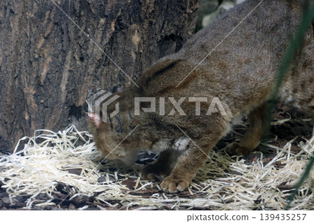Brown marsupial foraging on the ground near a tree trunk, surrounded by straw-like bedding in a natural habitat setting Brown marsupial foraging on the ground near a tree trunk, surrounded by straw-like bedding in a natural habitat setting 139435257