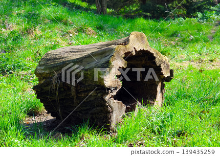 Weathered tree stump partially hollowed out, surrounded by lush green grass and forest vegetation in a natural outdoor setting Weathered tree stump partially hollowed out, surrounded by lush green grass and forest vegetation in a natural outdoor setting 139435259