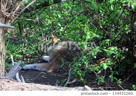 Wild canid resting on the ground among dense green foliage and branches in a natural forest environment during daylight hours 139435260