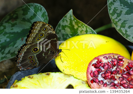 Butterfly perched on yellow mango surrounded by pomegranate and pineapple slices with green leaves in a natural setting Butterfly perched on yellow mango surrounded by pomegranate and pineapple slices with green leaves in a natural setting 139435264
