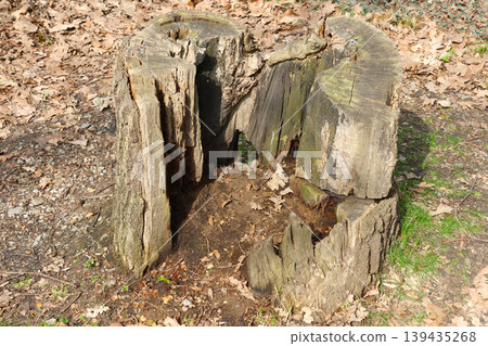 Weathered tree stump with cracks and rough texture surrounded by fallen leaves and grass in a natural outdoor setting during daylight Weathered tree stump with cracks and rough texture surrounded by fallen leaves and grass in a natural outdoor setting during daylight 139435268