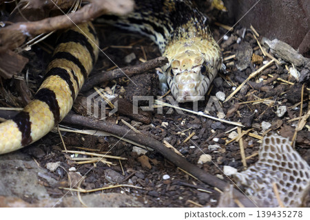 Yellow and black striped snake resting among twigs and dirt, with shed skin visible in the foreground, showcasing its natural habitat and camouflage 139435278