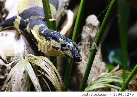 Black and yellow patterned python resting on a branch surrounded by green foliage and natural wood elements in a tropical habitat Black and yellow patterned python resting on a branch surrounded by green foliage and natural wood elements in a tropical habitat 139435279