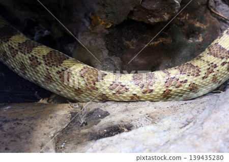 Yellow and brown patterned snake resting on rocky surface in a natural habitat, showcasing scales and texture in a close-up view 139435280