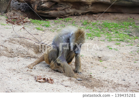 Baboon sitting on sandy ground, grooming itself with a focus on its fur texture and surrounding natural elements in a wildlife habitat 139435281