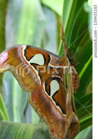 Large butterfly with vibrant orange and brown wings resting on green leaves in a tropical garden, showcasing intricate patterns and textures of nature Large butterfly with vibrant orange and brown wings resting on green leaves in a tropical garden, showcasing intricate patterns and textures of nature 139435285
