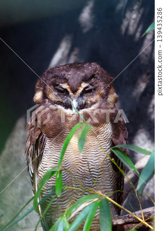 Brown owl perched among green foliage, displaying intricate feather patterns and a focused expression, blending into its natural habitat in a forest setting Brown owl perched among green foliage, displaying intricate feather patterns and a focused expression, blending into its natural habitat in a forest setting 139435286