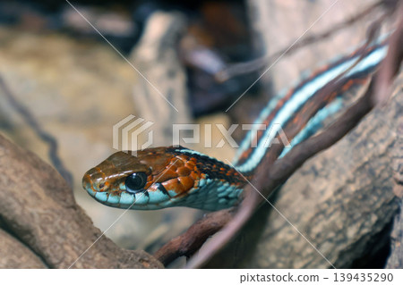 Colorful snake with brown and turquoise scales resting among branches in a natural habitat, showcasing intricate patterns and textures of its skin Colorful snake with brown and turquoise scales resting among branches in a natural habitat, showcasing intricate patterns and textures of its skin 139435290