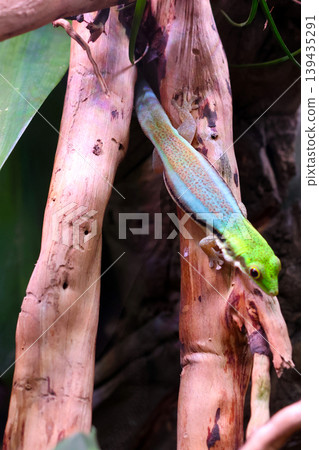 Colorful gecko with green and blue scales climbing on a tree branch surrounded by lush green foliage in a tropical rainforest environment 139435291