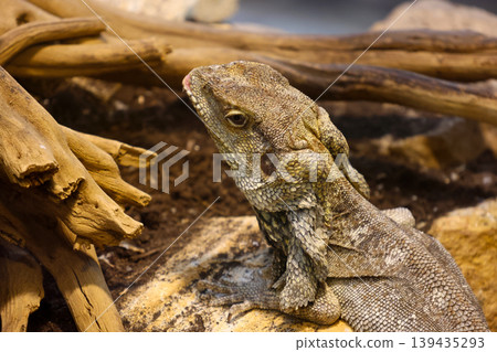 Close-up of a bearded dragon lizard resting on a rock surrounded by natural wood and soil in a terrarium habitat Close-up of a bearded dragon lizard resting on a rock surrounded by natural wood and soil in a terrarium habitat 139435293