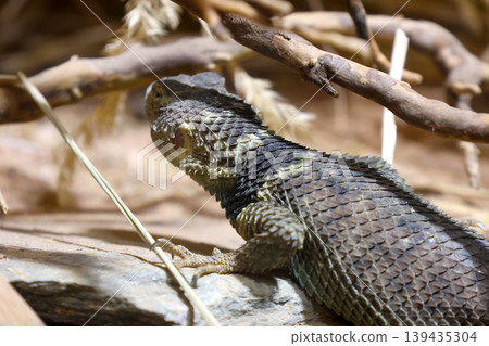 Desert Lizard in Natural Habitat: Study of Reptile Camouflage and Habitat Adaptation Desert Lizard in Natural Habitat: Study of Reptile Camouflage and Habitat Adaptation 139435304