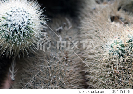 Close-Up of Spiky Cactus Plants in Natural Habitat for Botanical Study and Design Close-Up of Spiky Cactus Plants in Natural Habitat for Botanical Study and Design 139435306