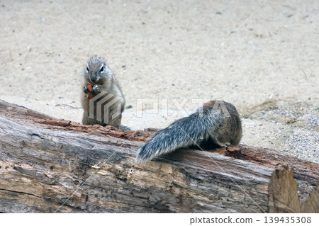 Wildlife Scene of Ground Squirrels Feeding and Playing in Natural Habitat Wildlife Scene of Ground Squirrels Feeding and Playing in Natural Habitat 139435308