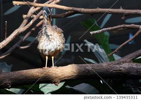 Solitary Bird Perched on a Branch in a Sunlit Forest Setting Solitary Bird Perched on a Branch in a Sunlit Forest Setting 139435311