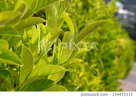 Green leaves and glossy foliage of a garden hedge representing spring growth, nature and environmental themes Green leaves and glossy foliage of a garden hedge representing spring growth, nature and environmental themes 139435315